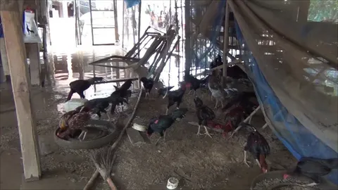 เจ้าของฟาร์มไก่ชนที่อ่างทอง เร่งทำเล้ายกพื้นสูงหลังน้ำในคลองเอ่อล้น