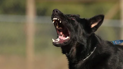 น้องหมาเป็นฮีโร่ ใช้เขี้ยวพิทักษ์นาย