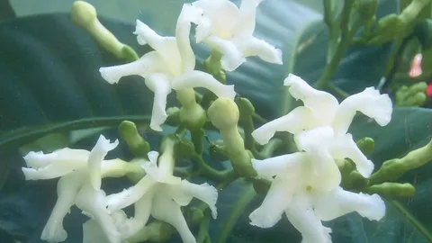 “พุดดาราราย” ดอกทั้งปีหอมแรง