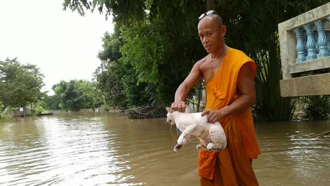 พระช่วยชีวิตแมว! วัดนกกระจาบบางบาล น้ำท่วมเริ่มทรง ลุ้นฝนไม่ตกเพิ่ม