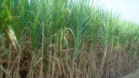 อนท.ตะลุยขายน้ำตาลทรายตลาดโลก! แก้ข้อหา “บราซิล” ฟ้ององค์การการค้าโลก