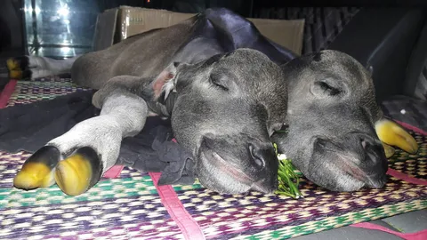 แห่ขอหวย! 'ลูกควาย 2 หัว' อยู่ในท้องแม่ที่ตาย สภาพไม่เน่าเปื่อย 