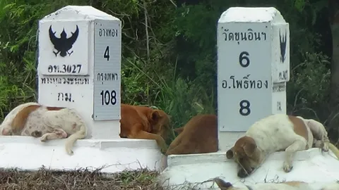 หมาใบ้หวย! สุนัข 3 ตัวเฝ้าหลักกิโลเดิมทุกเช้า ชาวอ่างทองนำเลขเสี่ยงโชค