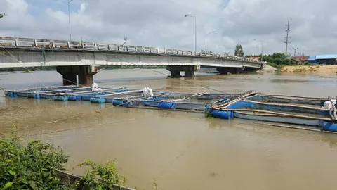 บุรีรัมย์ น้ำมูลจ่อวิกฤติล้นตลิ่ง ชาวนาเฝ้าระวัง พร้อมเกี่ยวหนีน้ำ