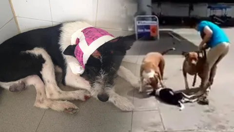 ‘เปี๊ยกไรเดอร์’ ยังไม่ตาย! หลังโดนพิทบูล 2 ตัว ขย้ำคาปั๊มน้ำมันตาก (ชมคลิป)