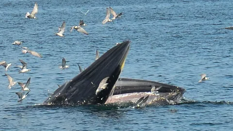 สื่อมวลชน-นทท. ชมฝูงวาฬบรูด้า โผล่ฮุบเหยื่อกลางทะเล หาดเจ้าสำราญ