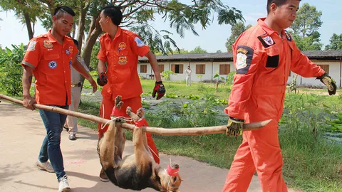 ระทึก หมาว้อ ไล่งับครู-นักเรียนที่ยโสธร เจ็บ 5 ราย รีบพาไปฉีดวัคซีน