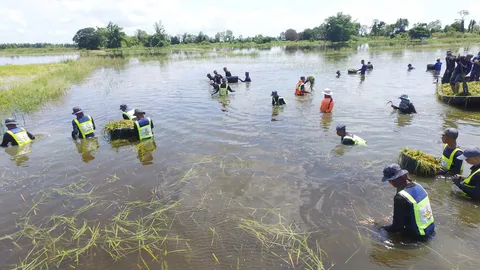 ทหารจับเคียวเกี่ยวข้าวจมน้ำ ขณะพื้นที่เกษตร 2 อำเภอพิษณุโลก อ่วมแสนไร่