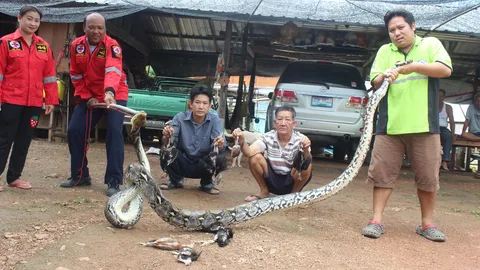 จับเหลือมคอสูง กินไก่ชน ‘พม่าม้าล่อ’ พันธุ์ดีราคาแพง รัดตายเกลื่อนคอก