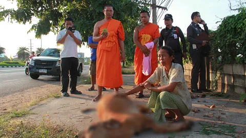 ลูกวัวดวงถึงฆาต! วิ่งข้ามถนนโดนปิกอัพชนดับ พระ 5 รูป ยืนแผ่เมตตาให้