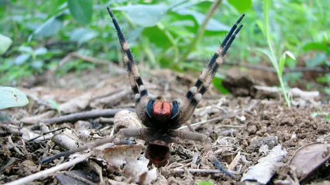 แมงมุมบราซิล ทำผู้ชาย“ไกค้าง”