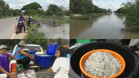 ชัยภูมิยังอ่วม 7 อำเภอ อ่างลำคันฉูน้ำล้น ชาวบ้านออกจับปลาซิวหารายได้