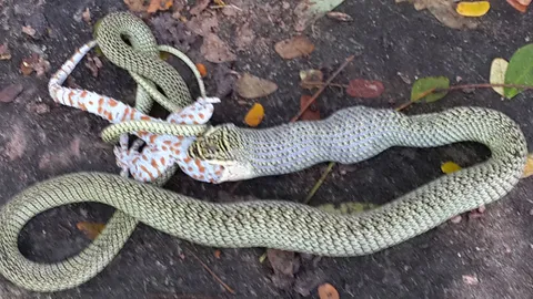 กลืนลงท้องสบาย! ภารโรง-นร.แห่ดูภารกิจหายาก 'งูเขียวเขมือบตุ๊กแก'