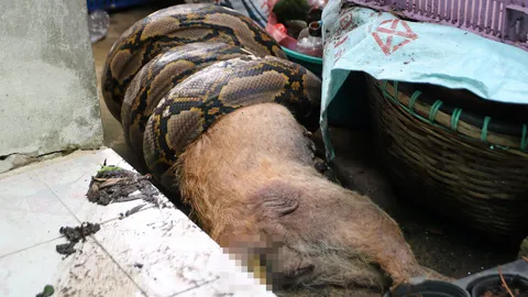 เขมือบสุนัข