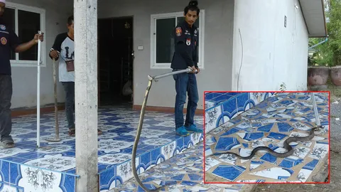 ตกใจกรี๊ดลั่น! สาวเมืองคอน เจองูเห่าชูคอขู่ฟ่อ ขวางประตูห้องน้ำ