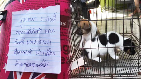 ฝากเลี้ยงด้วยครับ! คนใจร้าย นำน้องหมา 2 ตัวใส่กระเป๋าทิ้งหน้าบ้าน 