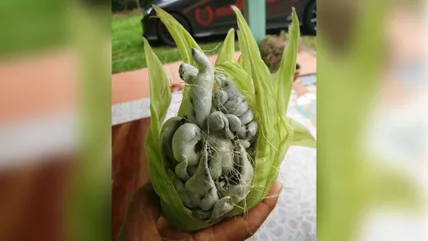 ฮือฮา! ชาวสวนยางเมืองสุราษฎร์ฯ พบข้าวโพดประหลาด คล้ายสมองคน