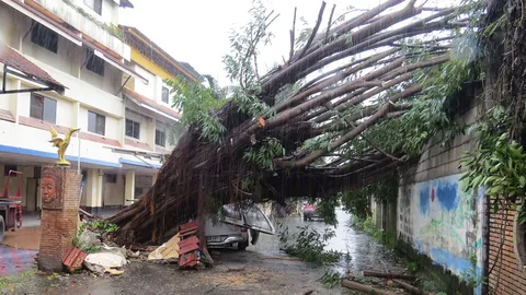 ฝนตกที่เชียงใหม่ ต้นไทรใหญ่หน้า รร.ล้มทับรถ เตือน 6-7 ต.ค.ฝนยังชุก