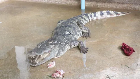 ประมงฉะเชิงเทรา นำจระเข้ที่จับได้มาพักฟื้นก่อนส่งไป 'บึงบอระเพ็ด'