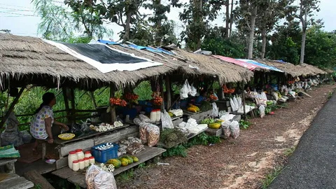 ธรรมชาติรังสรรค์ ชาวโขงเจียมแห่เก็บของป่าขายริมทางเพิ่มรายได้ 