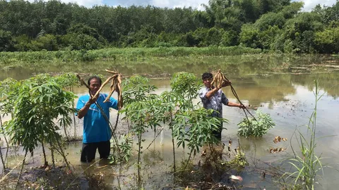 ลำน้ำซอง ทะลักท่วมพื้นที่เกษตรเดชอุดม นาข้าวจมน้ำเสียหายกว่า 100 ไร่ 