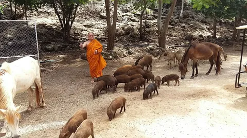 เป็นประโยชน์! วัดเสือเมืองกาญจน์ แจกหมูป่าให้เกษตรกรเพาะพันธุ์ขาย  