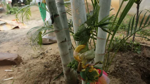 ฮือฮา! ต้นหมากคล้ายพญานาค โคราช ชาวบ้านแห่กราบไหว้ เชื่อให้โชค