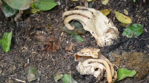 เห็ดปลาหมึกโผล่นครปฐม! เจ้าของบ้านได้กลิ่นเน่าใต้ต้นมะลิ แหวกดูเจอ