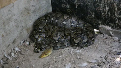 พี่อิ่ม เลื้อยไม่ไหว! งูเหลือมเข้าเล้าเขมือบพ่อพันธุ์ไก่ชนเฒ่าบางปะกง