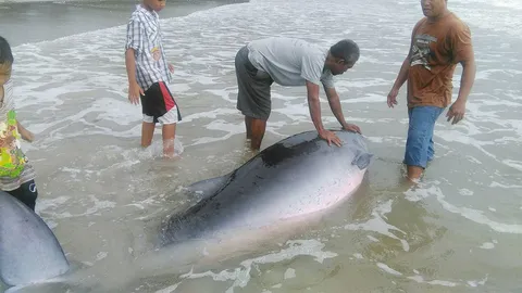 วาฬหัวทุยเล็กหนัก 400 โล เกยตื้นหาดตรัง หายใจรวยรินก่อนตาย คาดหลงฝูง