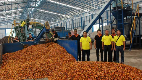 โรงสกัดปาล์มสุกเมืองตรัง ให้ราคานำตลาด 50 สต.