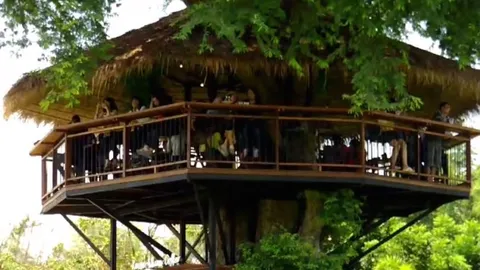 แห่เช็กอิน! ร้านกาแฟบนต้นมะขาม แลนด์มาร์คเซลฟี่ใหม่ที่เชียงใหม่ (ชมคลิป)