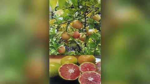 “มะนาวเนื้อสีชมพู” เปรี้ยวหอมแปลกสวย