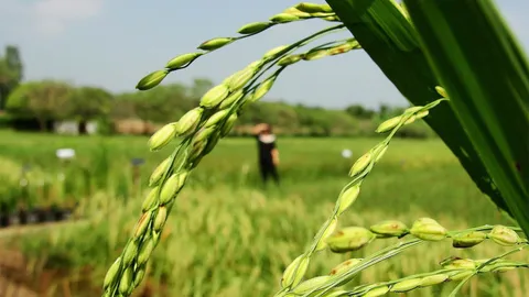 ครม. ไฟเขียว ปรับปรุง 2 มาตรการช่วยเหลือเกษตรกร-รักษาเสถียรภาพราคาข้าว