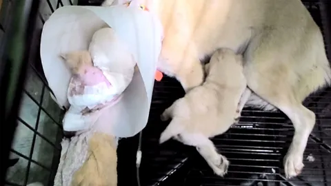 แม่หมาถูกรถทับตาถลน คลานให้นมลูก พบศีรษะเป็นโพรง ประเมินอาการวันต่อวัน