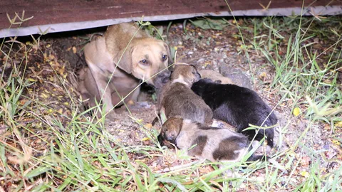 รักของแม่หมา! เห็นลูก 8 ตัวติดน้ำท่วมในท่อ ร้องให้คนช่วยพาออกทัน