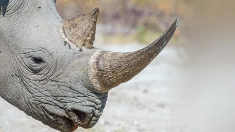 ทำนอแรดเทียม ขวางฆ่าเอานอ