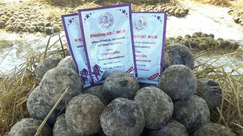 กรมพัฒนาที่ดิน แนะเกษตรกรพื้นที่น้ำท่วม ใช้ พด.6 แก้ปัญหาน้ำเน่าเสีย