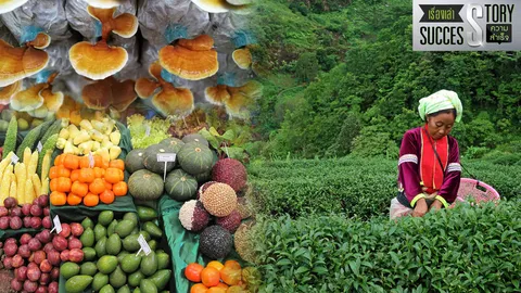 พลิกฟื้นผืนดิน 'โครงการหลวง' จากฝิ่นสู่พืชเมืองหนาว