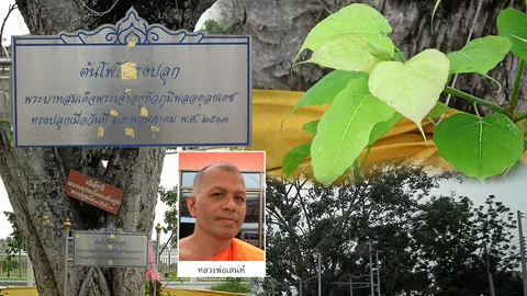 สัญลักษณ์ธรรมราชา โพธิ์ทรงปลูกหุบกะพง