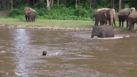 ประทับใจ ’คำหล้า’ ลูกช้างไทยรีบลงน้ำช่วยผู้มีพระคุณช่วยชีวิต (ชมคลิป)