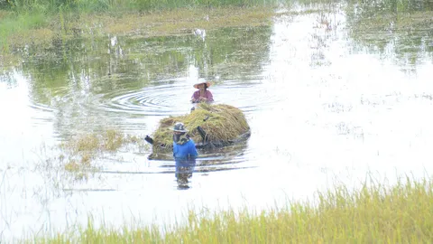 ชาวนาราษีไศล ลุยน้ำถึงอกเกี่ยวข้าว บอก ขังนานร่วมเดือนยังไม่มีท่าทีลด