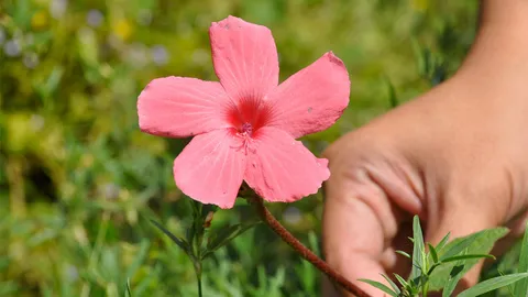 พบดอกไก่โอก ดอกไม้ริมทางที่โคราช ในหลวง ร.9-พระราชินีทรงโปรด