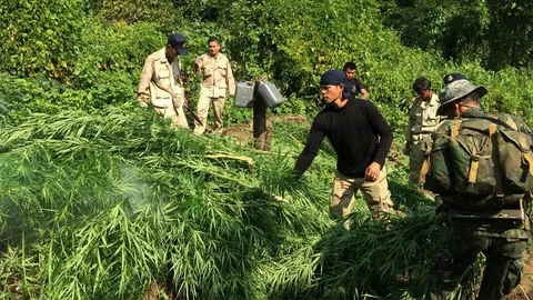 จนท.ลาดตระเวนป่าลึกเทือกเขาภูพาน พบลอบปลูกกัญชา 4 แปลง เร่งเผาทำลาย