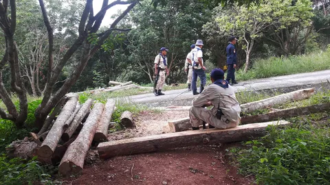 ไม้สัก-ไม้แปรรูปของกลาง หายจากสวนป่าห้วยศอก จนท.เร่งสอบ