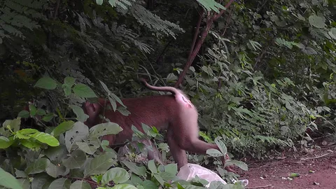 ลิงกังไล่กัดเด็กเจ็บ 2 ที่สระแก้ว จนท.นำยาสลบเร่งล่า