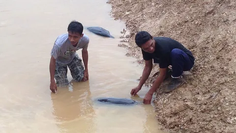 2 โลมาลายแถบ เกยตื้นอ่าวกระบี่ ตายแล้ว 1 อีกตัวเจอฉลามกัดสาหัส