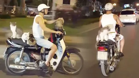 เจ้านายพาเที่ยว! แห่แชร์คลิปฝูงแมวเหมียว 4 ตัวเกาะท้าย จยย.สบายใจเฉิบ