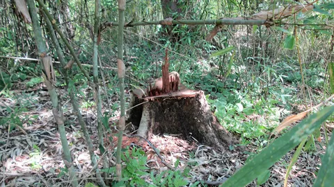 อช.ทับลาน ปรับแผนป้องกันมอดไม้โค่นพะยูง ลดสูญเสียป่าไม้ของพ่อ