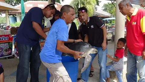 เต่าหญ้าบาดเจ็บขาเกือบขาดในทะเลสตูล จนท.เร่งช่วย คาดถูกอวนพัน